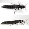 Tasgius sp.